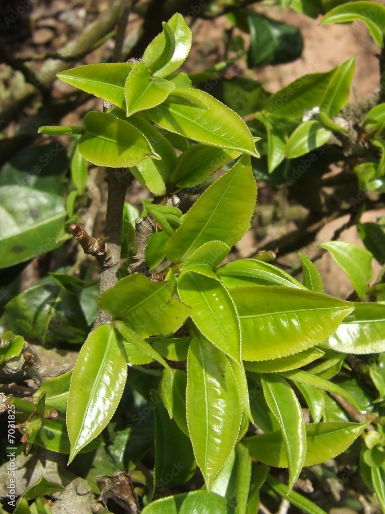 Obraz premium feuilles de thé