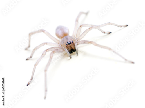 Translucent Spider on white