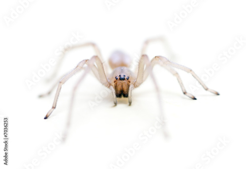 Translucent Long Legged Sac Spider headshot