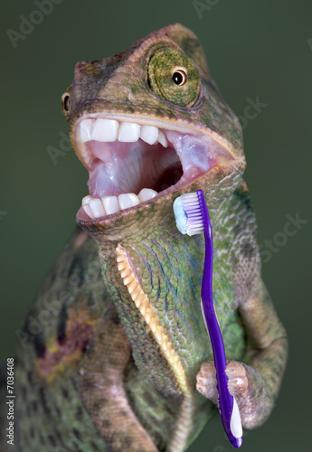 Chameleon brushing teeth