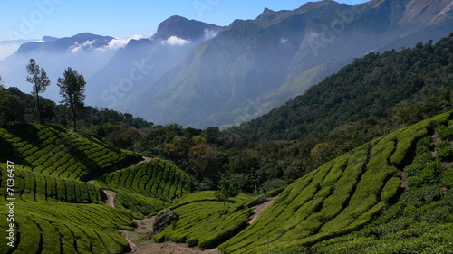 plantations de thé, Kerala - Inde #7036437