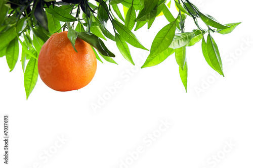 Orange Branch