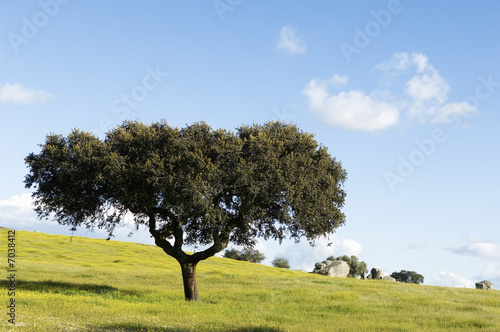 Oak tree – Quercus ilex