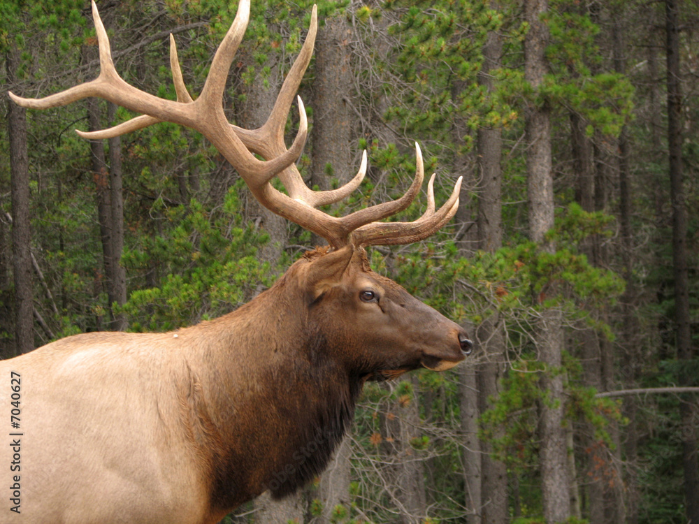 Male Elk, Jasper, Canada Male Elk, Jasper, Canada