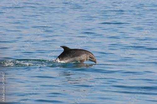 Dolphin Jumping out of the water New Zealand