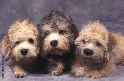 Obraz na plátně trois dandie dinmont terrier