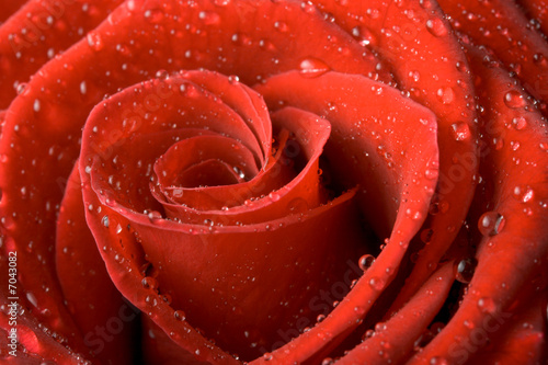 Fototapeta Naklejka Na Ścianę i Meble -  Red rose close up with drops of water