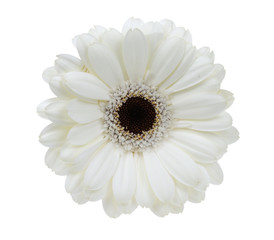 Handdoek met foto Gerbera Witte gerbera met zachte uitstraling  © Eric Gevaert