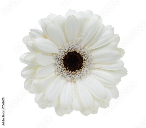 Valokuva beautiful white gerbera