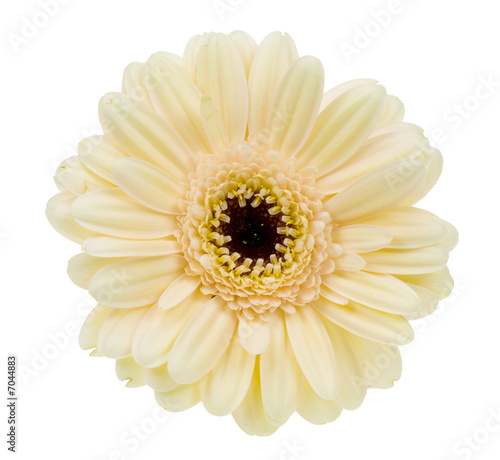 creme colored gerbera