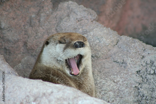 Otter 3