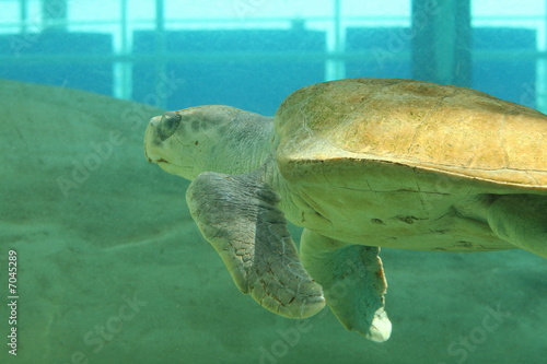 Sea Turtle in Sunlight photo