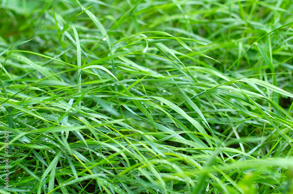 green green