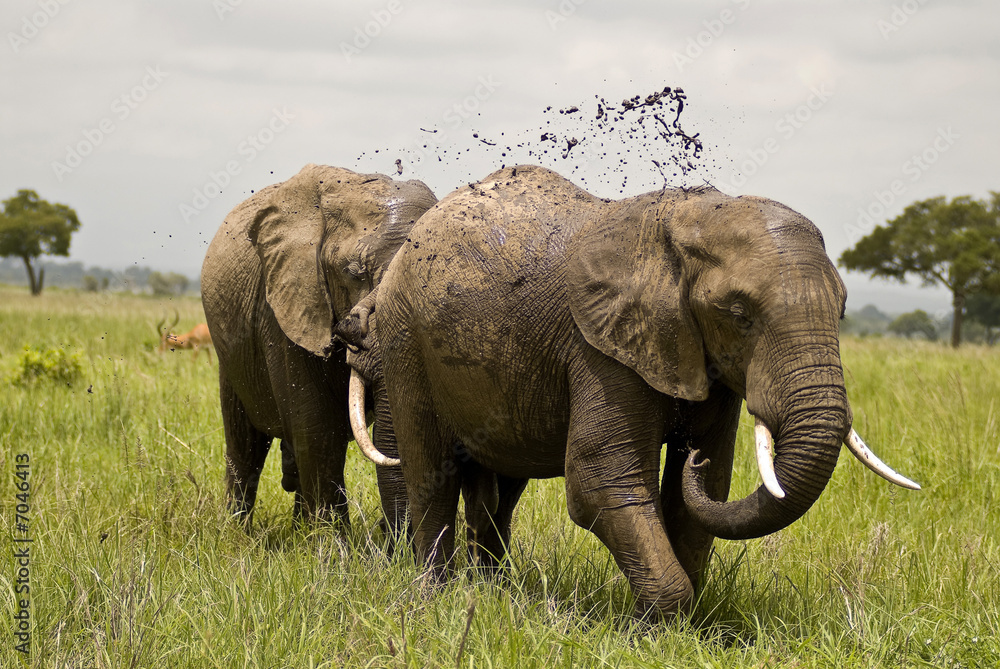 Fototapeta premium Elephant