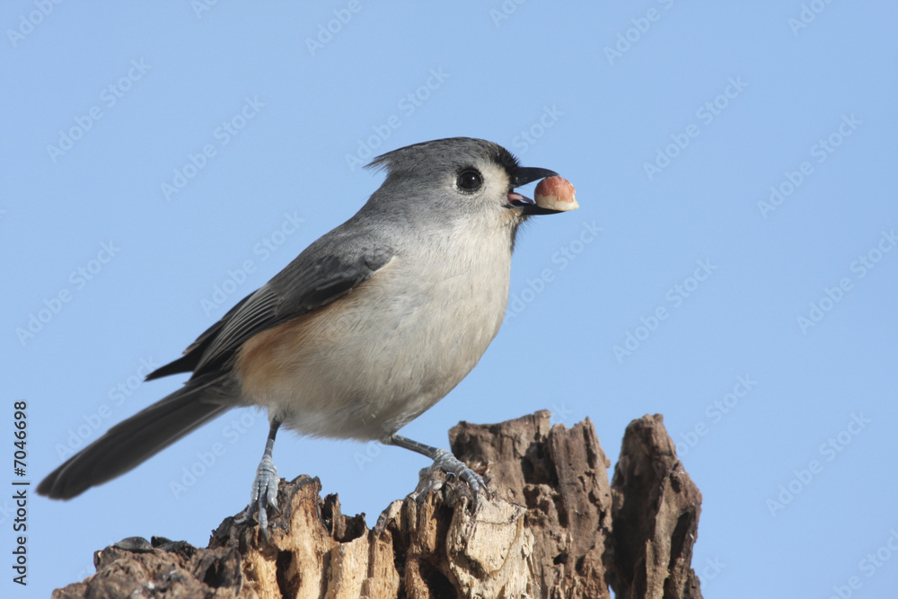 Tufted Titmouse (baeolophus bicolor) with a peanut Tufted Titmouse (baeolophus bicolor) with a peanut
