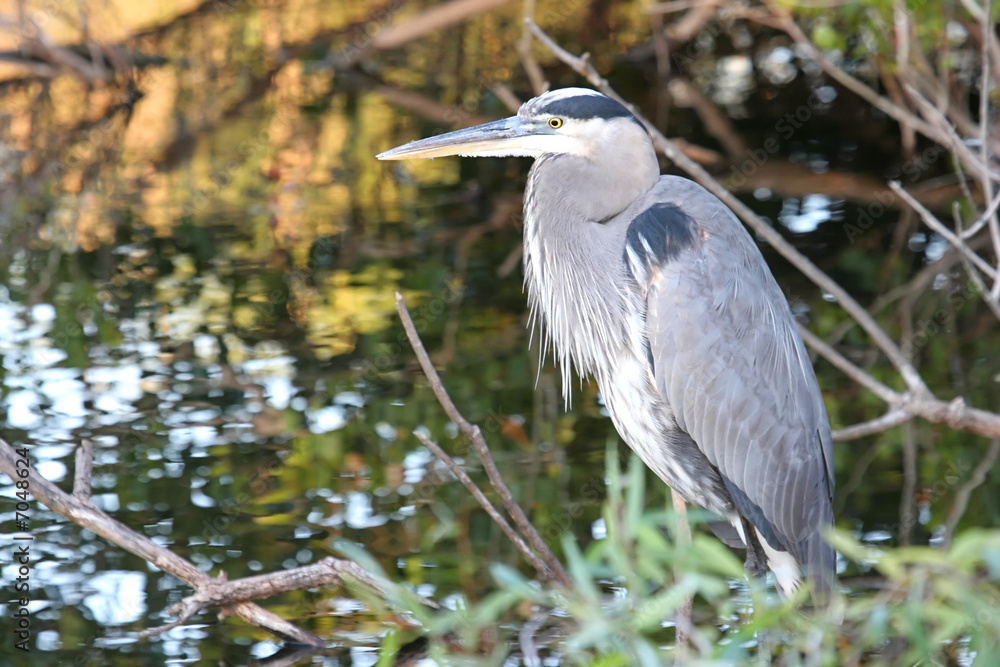 Fototapeta premium Great Blue Heron (Ardea Herodias) 