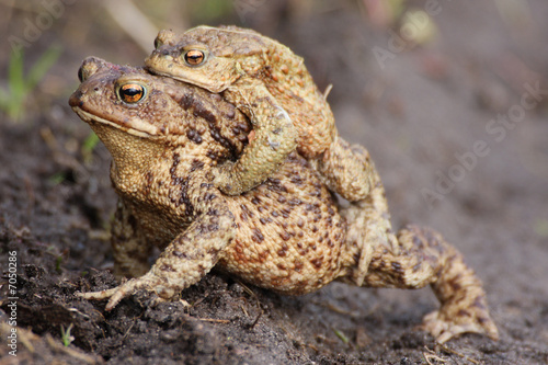 frog in mating season