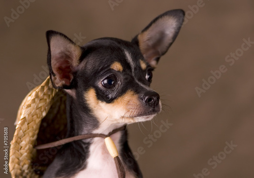 Fototapeta Naklejka Na Ścianę i Meble -  Chihuahua with Straw Hat