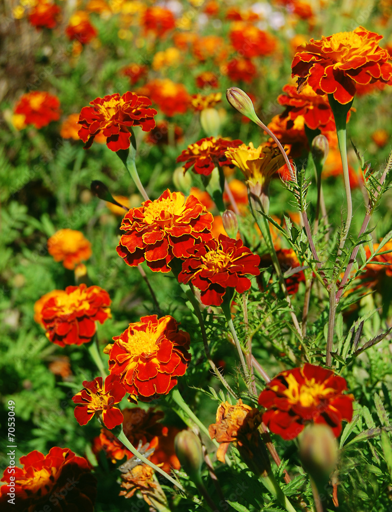 Orange marigolds in sunlight