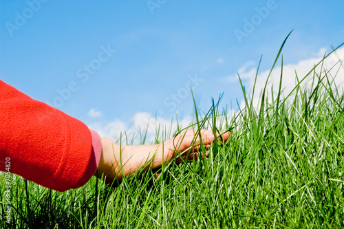 caressing the grass photo