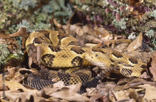 Snake-Timber rattlesnake