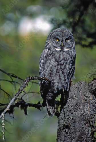 Wallpaper Mural Bird-Great gray owl Torontodigital.ca