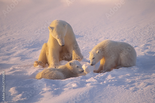 Polar bear and cubs in low Arctic sunlight