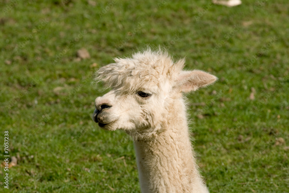 Fototapeta premium Llama face