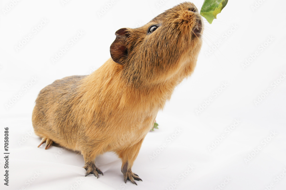 Fototapeta premium cochon d'inde sur fond blanc