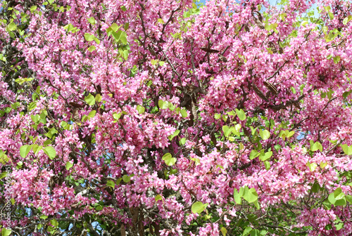 Almond tree with blooming pink flowers
