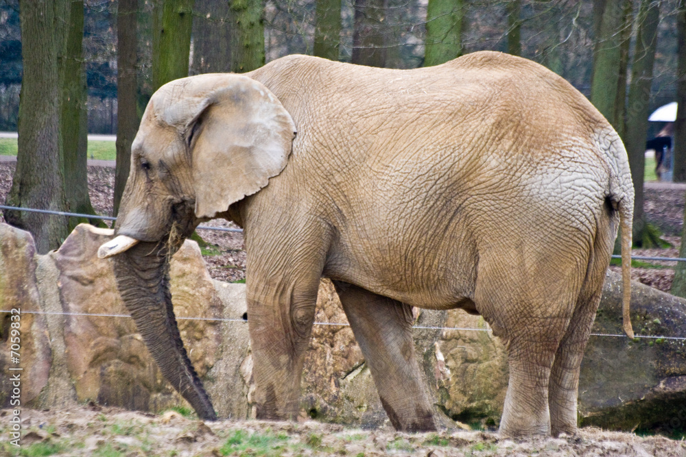 Fototapeta premium Elephant