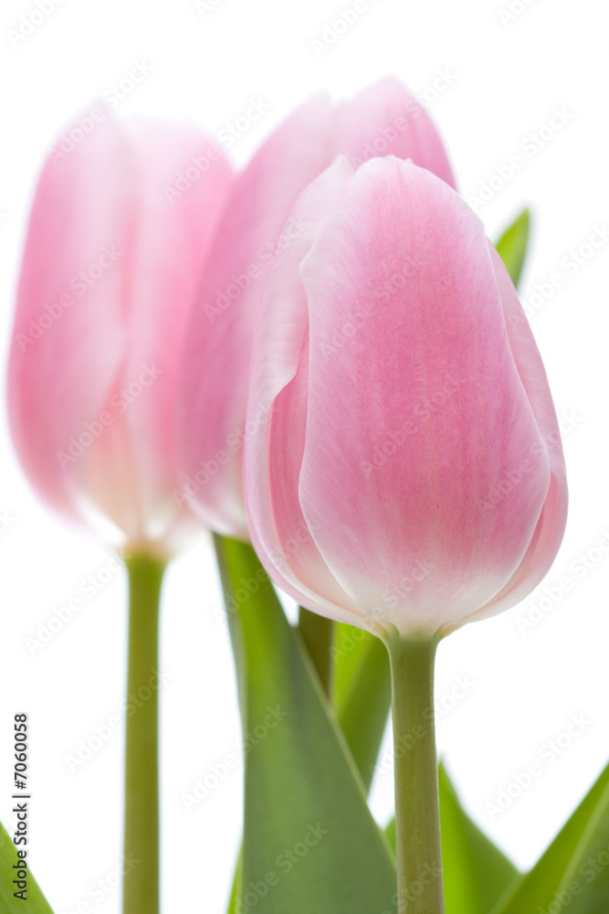 Naklejka premium spring is here