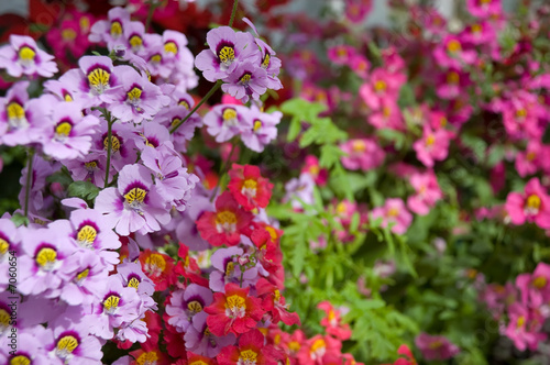 Dwarf Schizanthus
