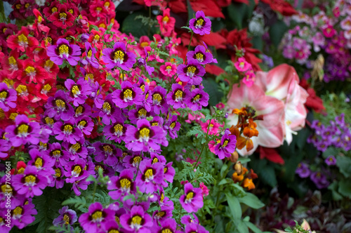 Dwarf Schizanthus Flowers