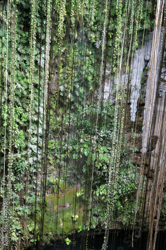 Fototapeta Naklejka Na Ścianę i Meble -  Vines hanging in Cenote in the Mayan Riviera, Mexico..