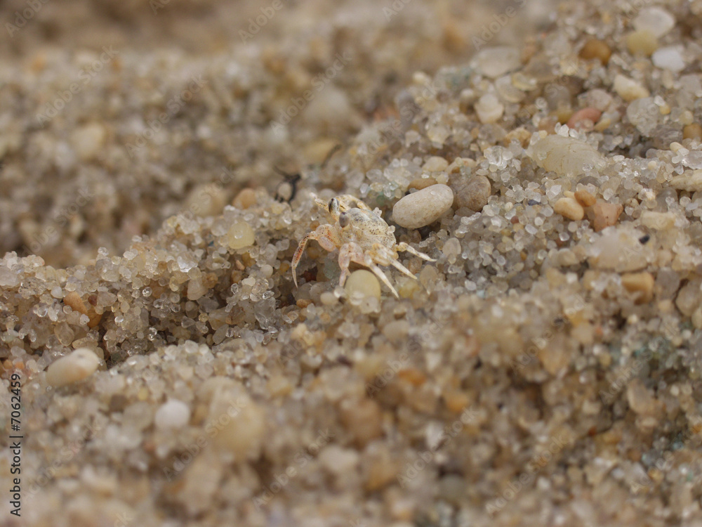 Sand Crab on the Beach Sand Crab on the Beach