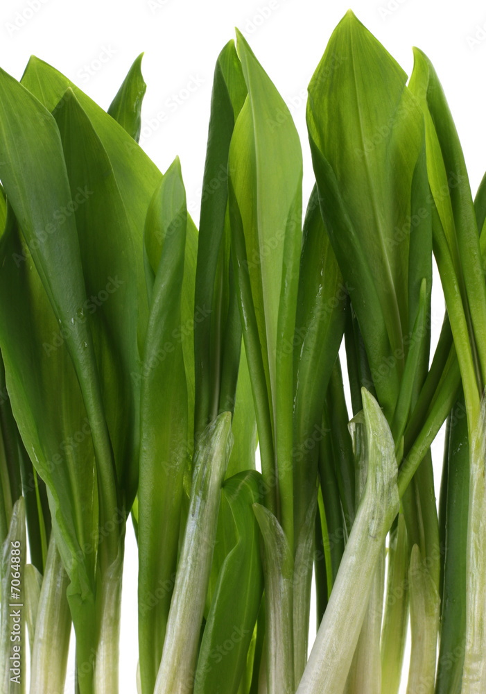 Obraz premium Ramson bunch vegetable