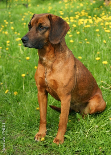 one dog in bloom meadow