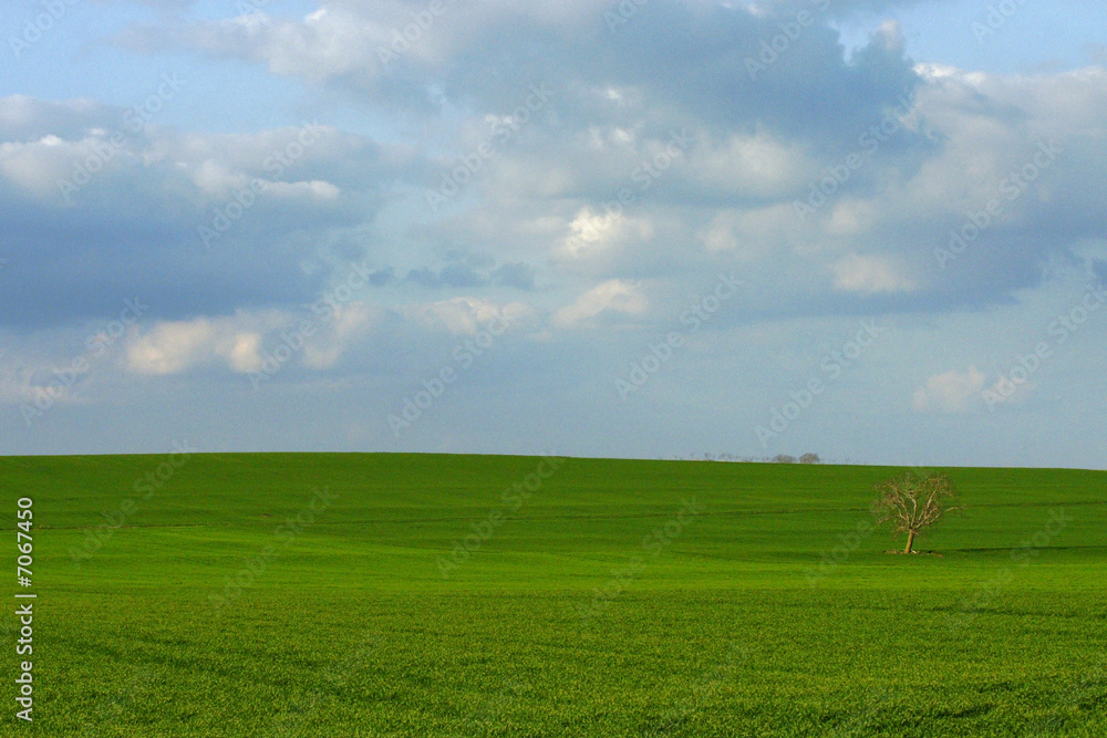 l'arbre et la coline