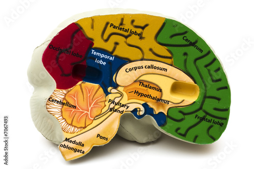 Model Brain
