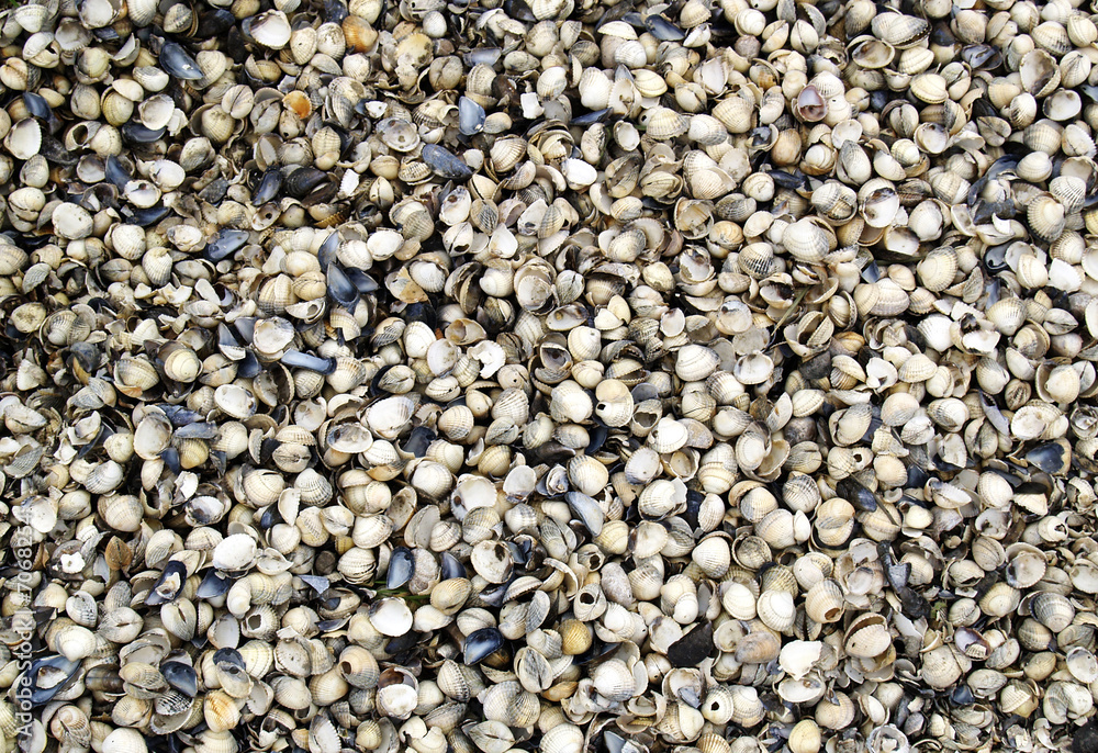Muscheln-Hintergrund Muscheln-Hintergrund