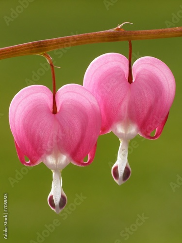 pink dicentra photo