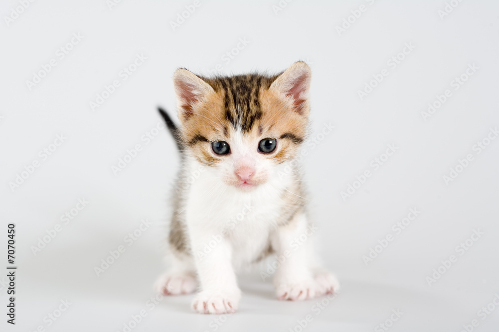 striped kitten standing on a floor, isolated striped kitten standing on a floor, isolated