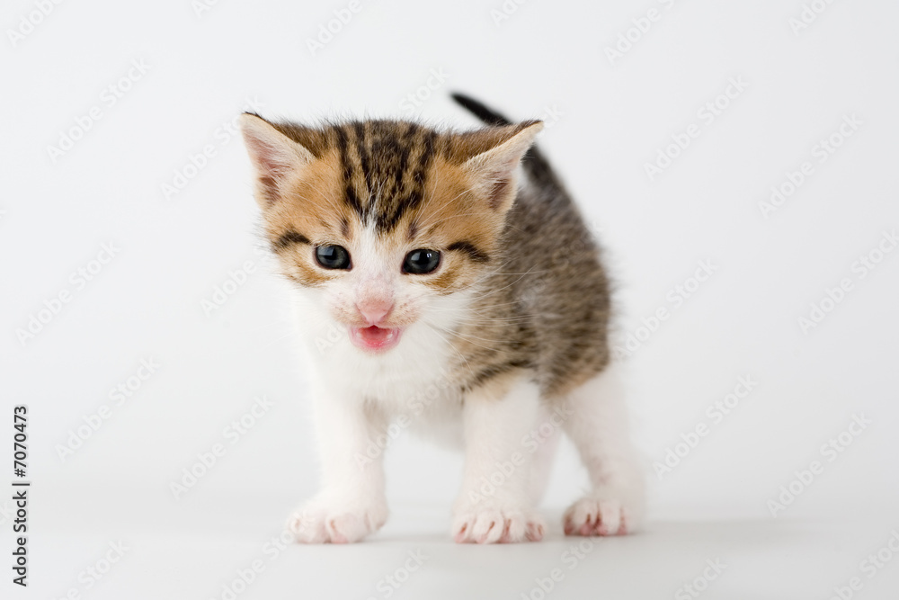 striped kitten standing on a floor, isolated