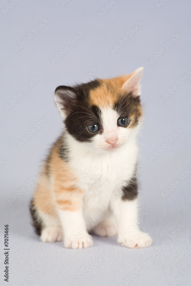 spotted kitten standing on the floor, isolated