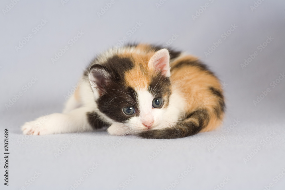 spotted kitten on the floor, isolated spotted kitten on the floor, isolated