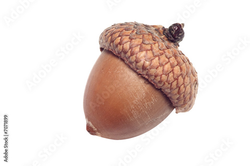 acorn photo
