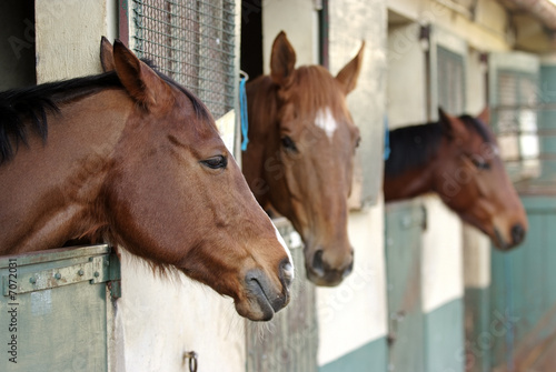 Fototapeta Naklejka Na Ścianę i Meble -  Horses in their stable