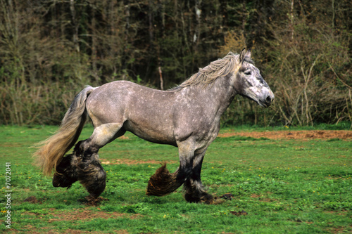 CHEVAL DE TRAIT POITEVIN