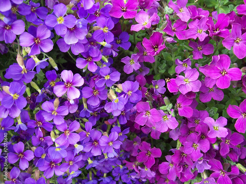 Fleurs violettes